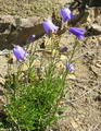 Bell Flower